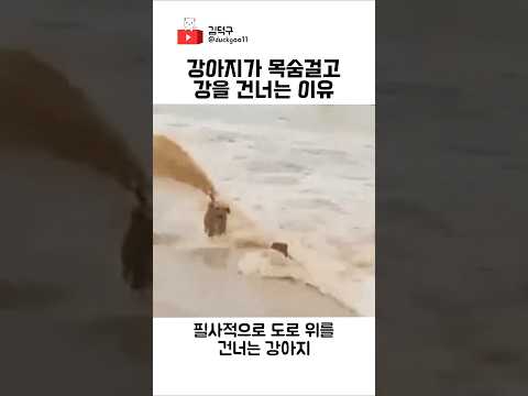 강아지가 목숨걸고 강을 건너는 이유 thumbnail