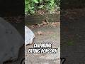 Chipmunk Eating Popcorn #chipmunk #animals #cuteanimals