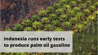 Indonesia Runs Early Tests To Produce Palm Oil Gasoline Latest News