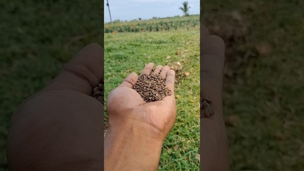 Chemical Free Leafy Greens