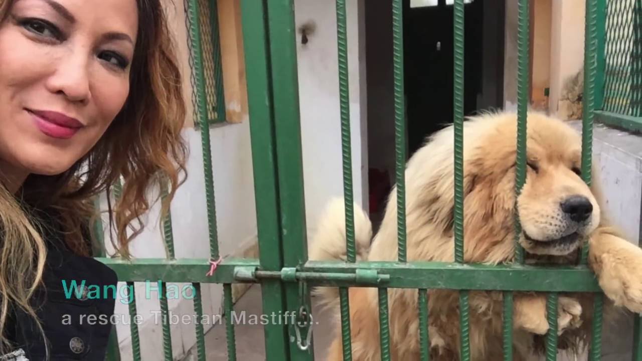 visit 5000 china dogs at ping an a fu now 10 000 dogs youtube