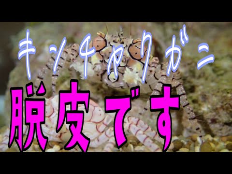 熱帯魚🐠キンチャクガニ脱皮