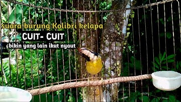 PAKE SUARA INI BURUNG KOLIBRI KELAPA ANDA PASTI NYAUT.!!