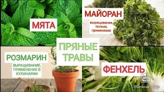 Выращивание пряных трав дома.
