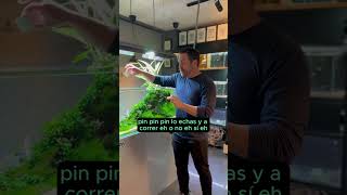 ADA Phyton Git Plus 50 ml ►