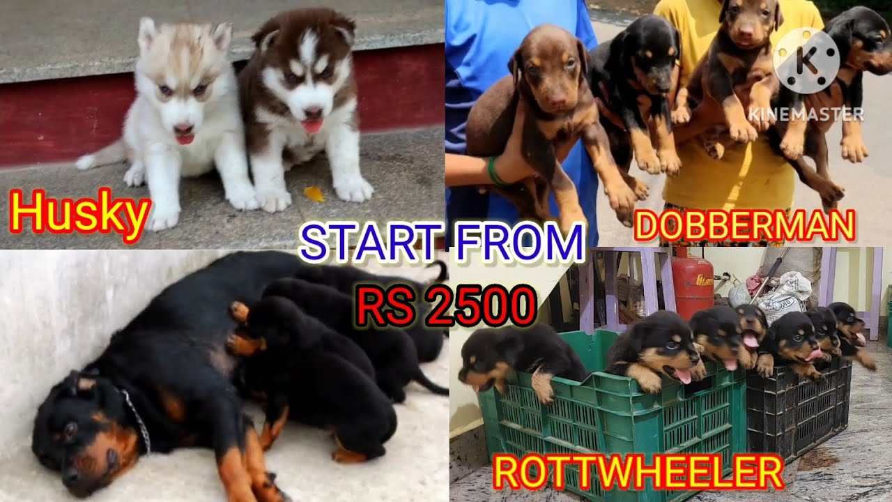  viral dog sale in chennai puppy sale starting rs 2500 in