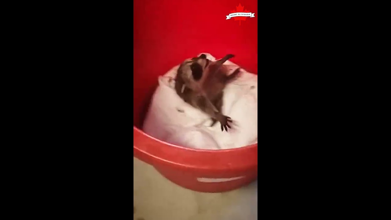 RACCOONS ARE ANGRY 