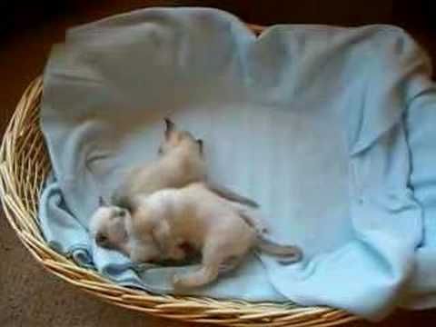 Siamese Kittens playing gently 4 weeks old