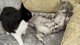 Cat Zoomies Ends In Cat Fight by Tom & Mimi 2,442 views 12 days ago 1 minute, 9 seconds