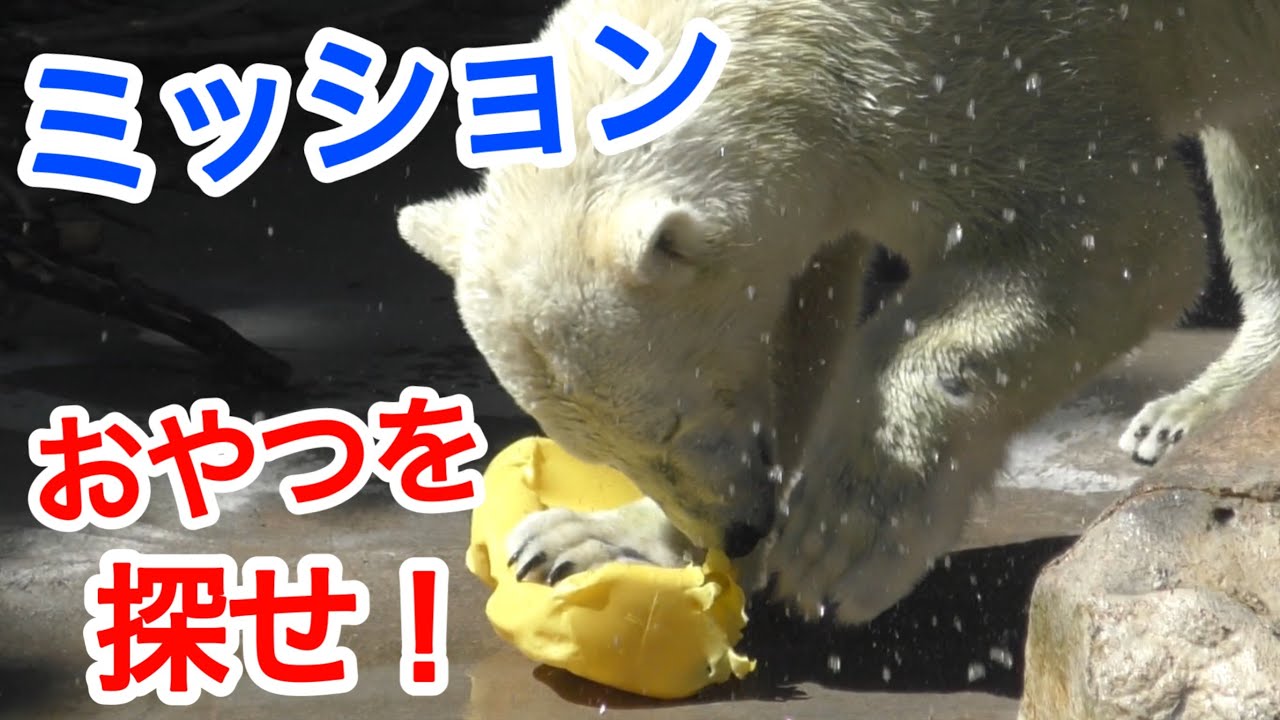 再会最終日！全て探し切れるか？ミッションインポッシブル・ゆめ。おやつを完食せよvol.736＠王子動物園/ホッキョクグマCan you find all the polar bear treats?