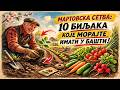 МАРТОВСКА СЕТВА БЕЗ ГРЕШКЕ: 10 биљака које МОРАТЕ имати у башти!