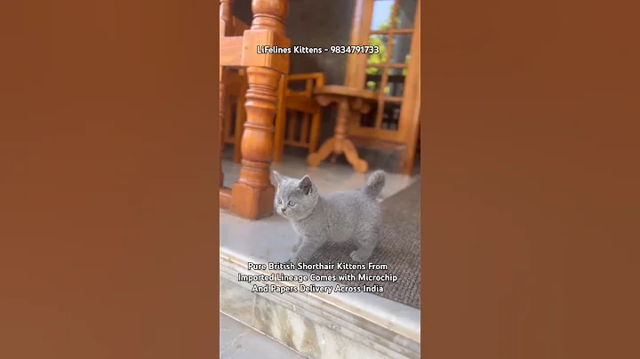 Watch the video about Round Face Chubby British Shorthair Kittens Price in Bangalore #britishshorthair #newdelhi #kolkata