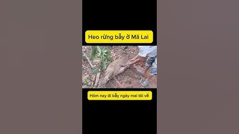 Bẫy heo rừng và phát hiện trầm hương quý hiếm ở Malaysia 🇲🇾 #cuocsongvlog