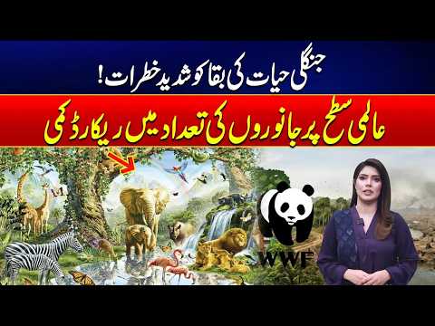 Wildlife Under Threat | Record Decline in Animal Populations Worldwide