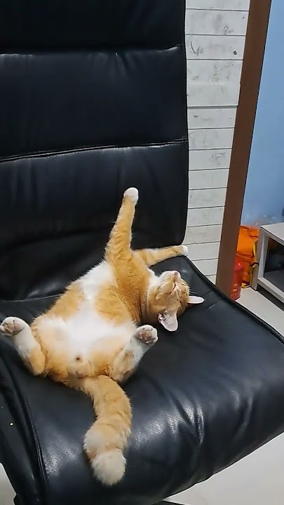 Lazy Cat || Kucing Lucu #lazycat #kucinglucu #nothingtodo