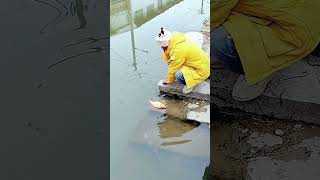 The process of cleaning golden carp by the river