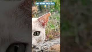 Каменные игрушки сардинских котиков #сардиния #тревелвлог #отдыхвиталии #италия #котики #shorts