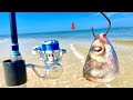 I Tossed a CUT! MULLET off this BEACH and CAUGHT THIS!