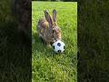 #rabbit playing in th# football #ground# cartoon #shortvideo cartoon video