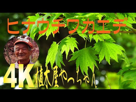 専用900 山採り　ヒナウチワカエデ 楽天市場】山採り【ヒナウチワカエデ】楓 株立ち 自然風樹形