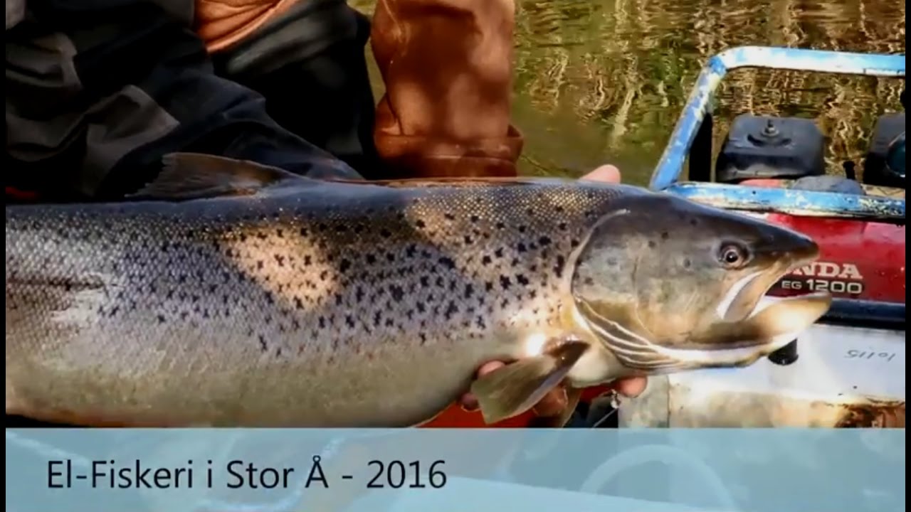 *ELFISKERI / ELECTRO FISHING* For Sea Trout // Havørred i Stor Å på Fyn