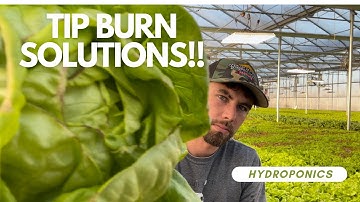 5 Fixes for Lettuce Tip Burn!!