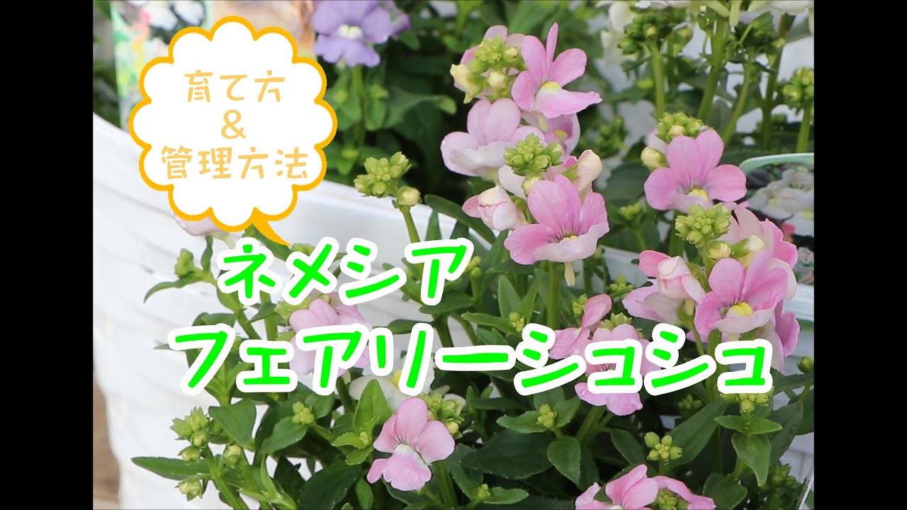 ネメシアフェアリーシュシュ育て方 管理方法 Youtube