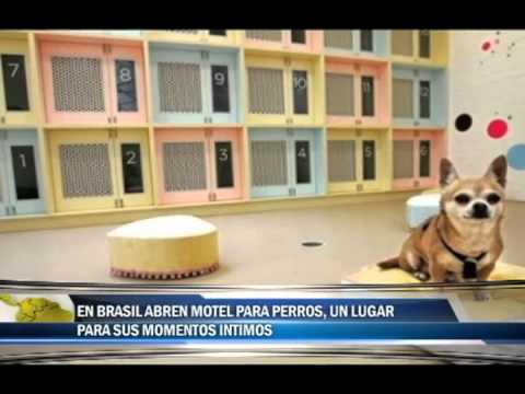 Video: Love Hotel' Para Perros Abrirá En Brasil