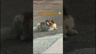 Собаки в Батуми☺️