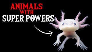 Animals with Superpowers!