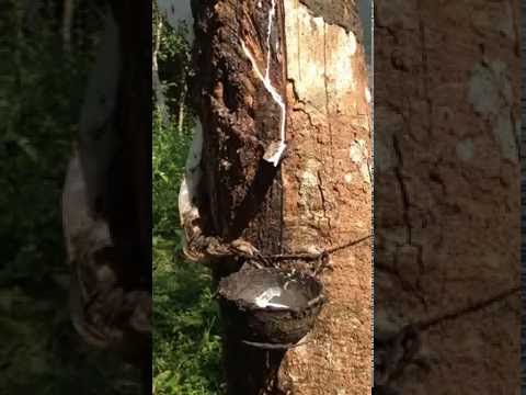 Rubber Tree India شجرة المطاط الهند