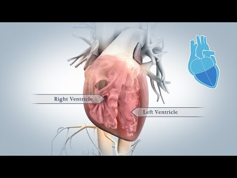 Video: Hart- En Bloedvatstoornisse - Voëls