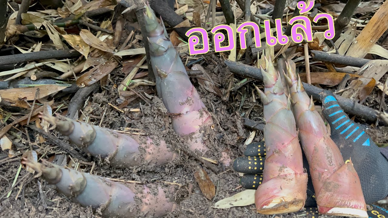 หน่อนางดินไผ่กะซะหน่อไผ่ป่าออกแล้วจ้า เสียงสับสะใจมาก