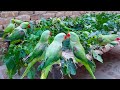 Super Gorgeous Video Of Talking Parrots | Talking Parrots Having So Much Fun With Leaves On Charpai