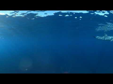 Grands dauphins de l'Indo-Pacifique (360°) (Séquence 2)