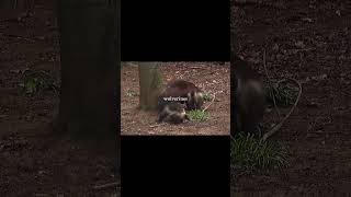 Wolverine 🐺❄️ The Fearless Beast of the North #wildlife #animals #edit #viral #nature #shorts #fyp
