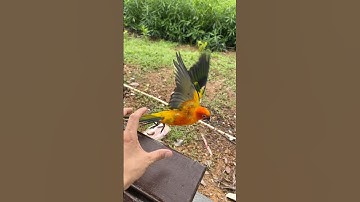 In the park, how to grab your bird in a correct way? #sunconure #parrot