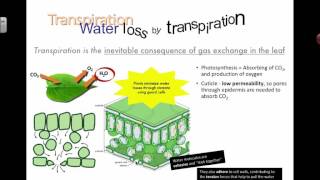 Intro to transpiration (2016)