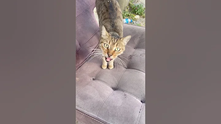 Watch the video about Marking my territory😹 #explore #cat #turkishcat #funny #cute #kitten #like #pets #shorts