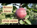 Яблоня Адамс обзор сорта