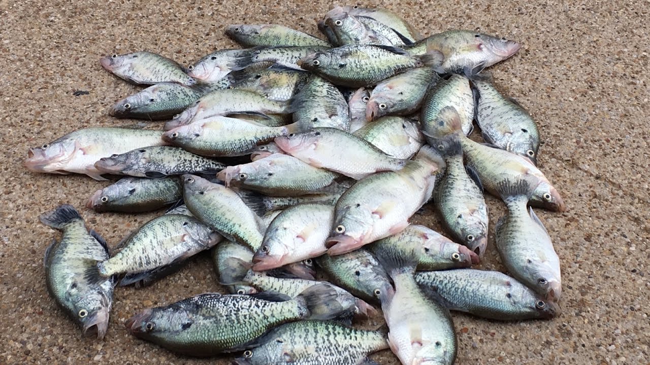 Catching Limits Of Spawning Crappie Fishing With Floats... Slip Cork