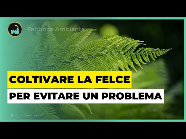 Coltivare La Felce Per Evitare Un Rischio (Nascosto Ma Importante) Della Transizione Ecologica