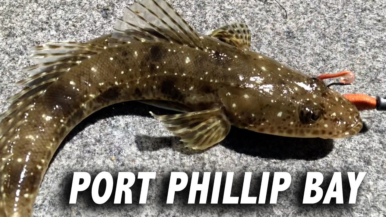 How To Catch Flathead Port Phillip Bay YouTube How To Catch Flathead Port Phillip Bay YouTube