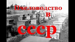 Медовый цветок Фильм СССР  Пчеловодство для начинающих