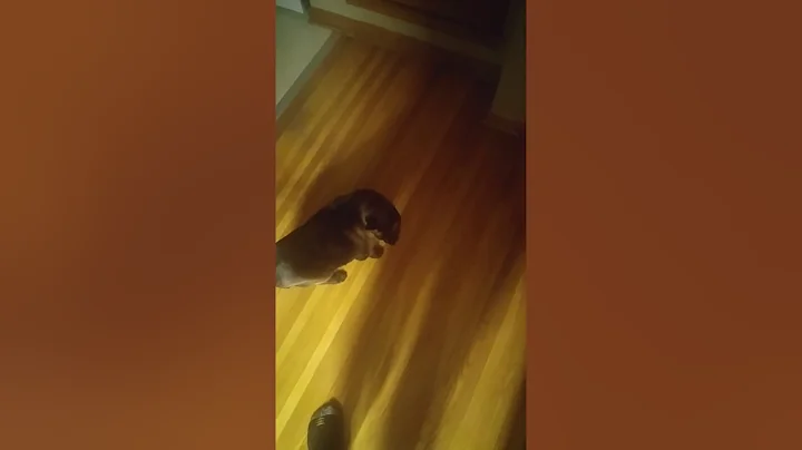 Siamese cat hunger