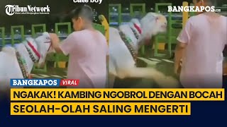 Ngakak! Kambing Ngobrol Dengan Bocah Seolah-olah Saling Mengerti