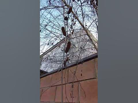 У березы рассыпаются сережки #зима #крым #береза - YouTube