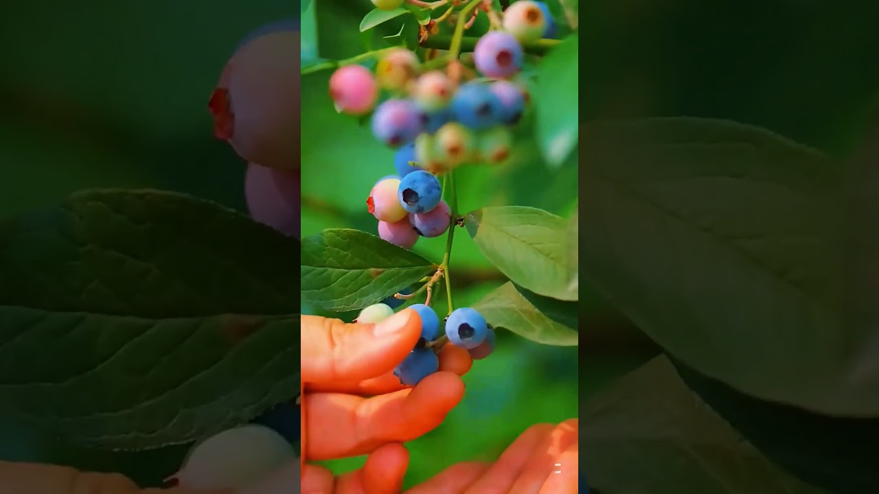 How I Grow Juicy Grapes at Home 🍇🌿”