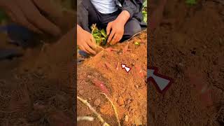 Big And Red Red Aloo