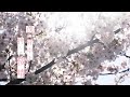 優里 『桜晴』Lyric Music Video(1コーラスver.)